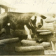 Image for article titled Freakish, Century-Old "Tall Tale Postcards" Were the 'Shops of Their Day
